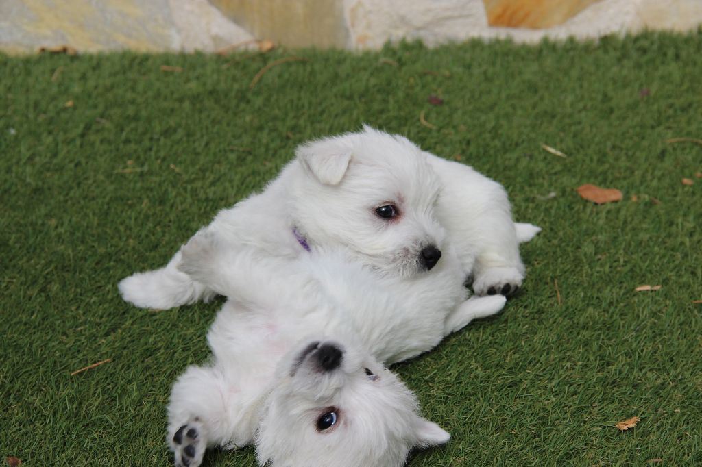 De Souffle Mistral - West Highland White Terrier - Portée née le 03/02/2019