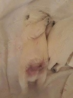 De Souffle Mistral - West Highland White Terrier - Portée née le 21/05/2017