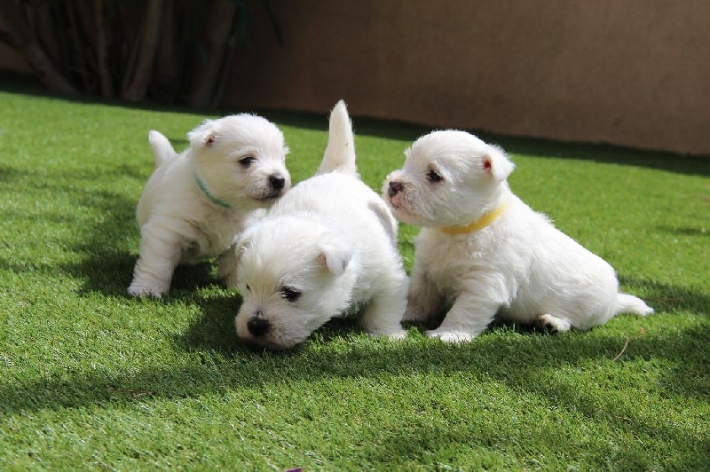 De Souffle Mistral - West Highland White Terrier - Portée née le 09/03/2015